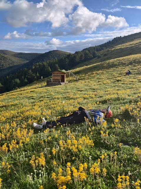 Traveler lying in a field of yellow wildflowers